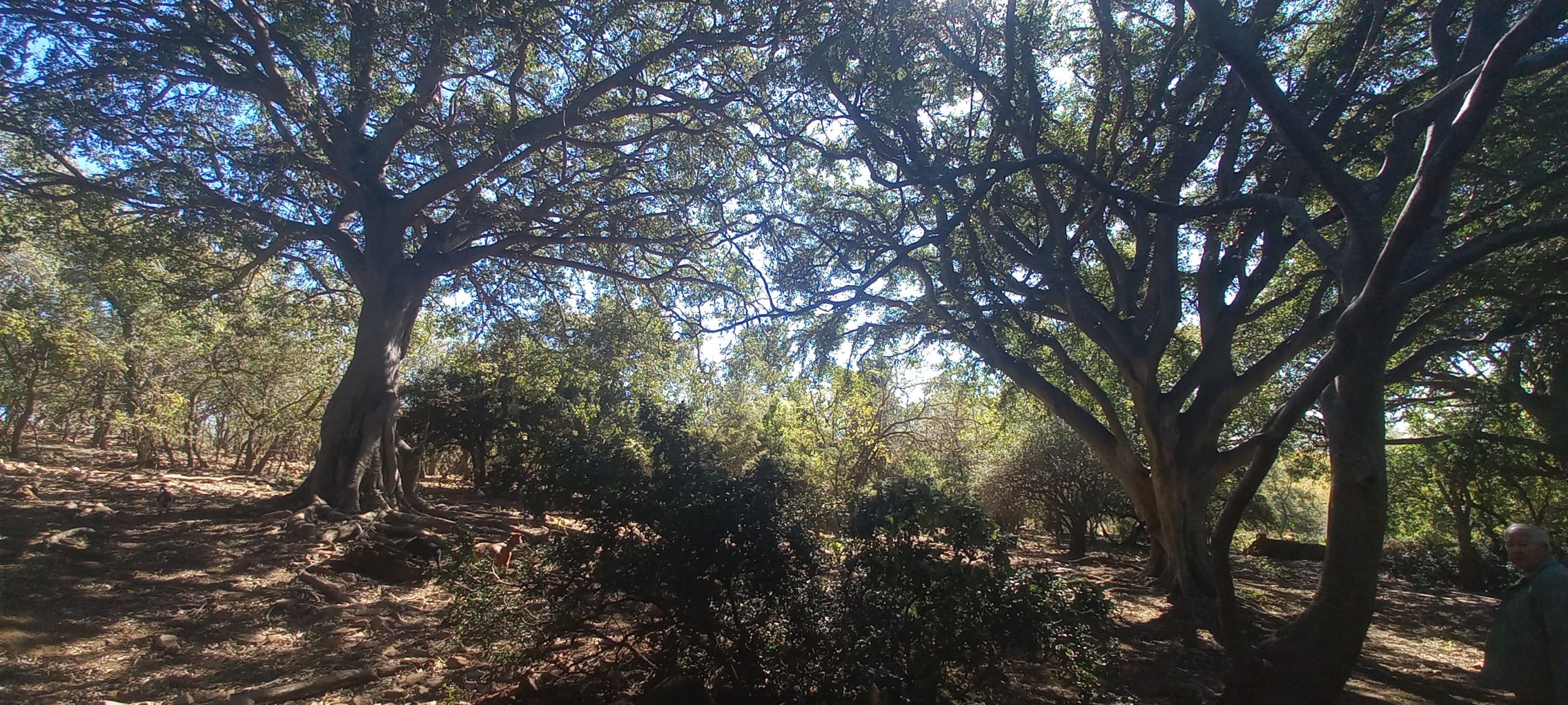 85 hectares Family Farm with unbelievable potential and opportunities for sale in De Wildt